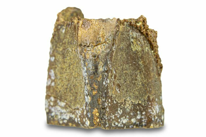 Fossil Hadrosaur (Edmontosaurus) Shed Tooth - Wyoming #293777